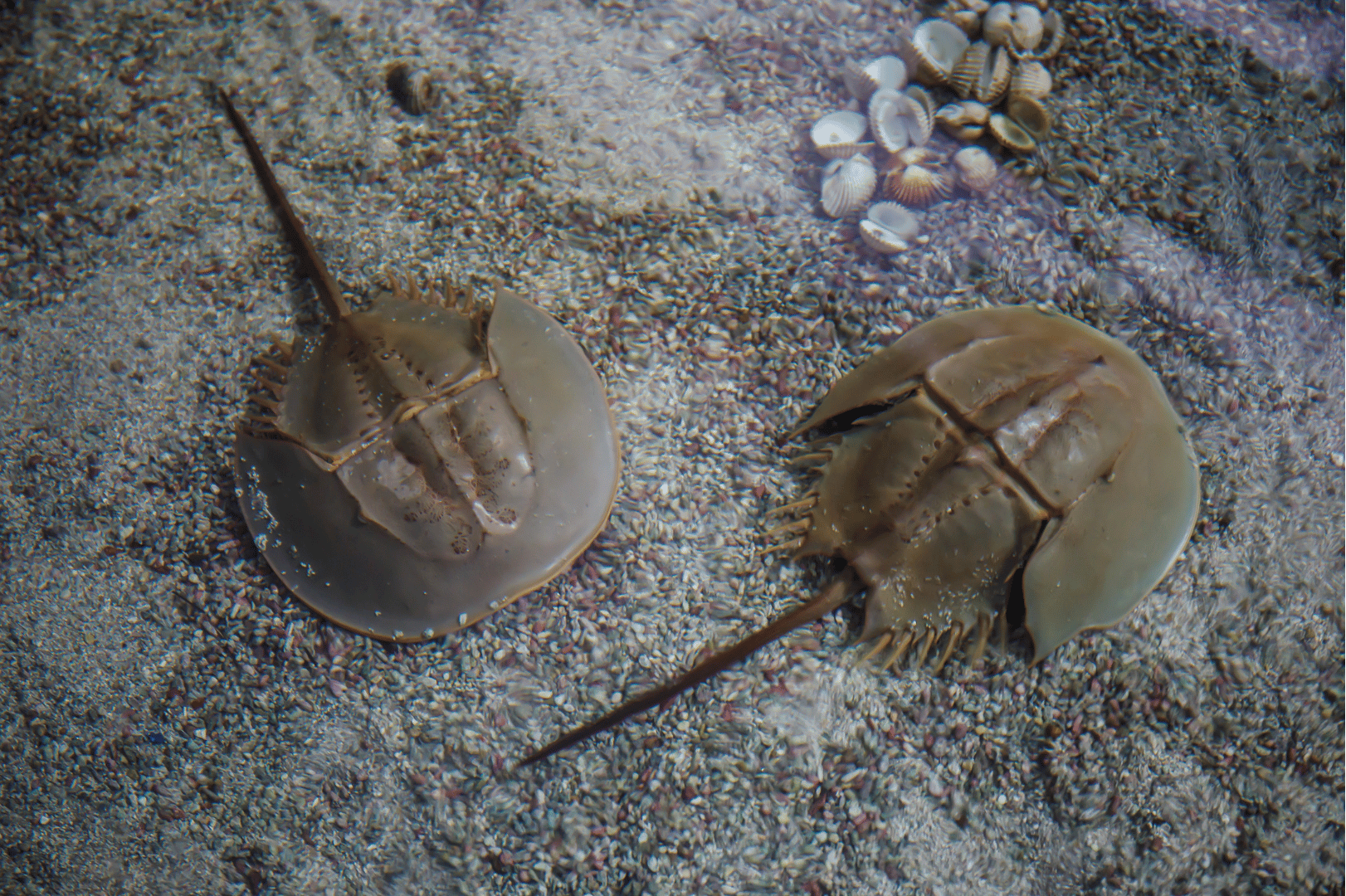 pyrogen testing with horseshoe crabs blood