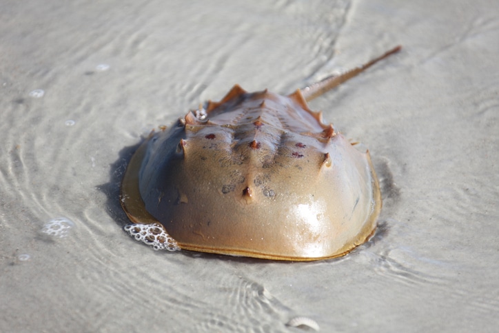 horseshoe crab in a shallow water - horseshoe crab for LAL/BET