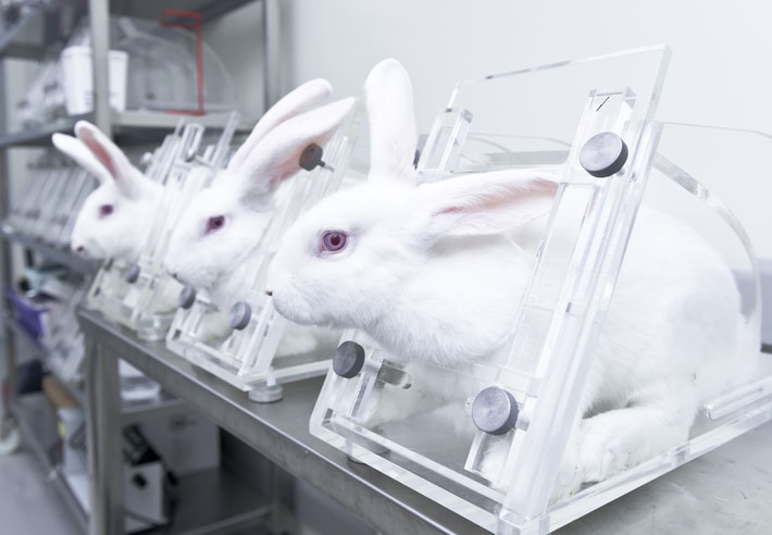 Experimental white rabbits in the acrylic restraint box for testing drug safety and toxicity